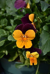Penny Orange Jump Up Pansy (Viola cornuta 'Penny Orange Jump Up') at A Very Successful Garden Center