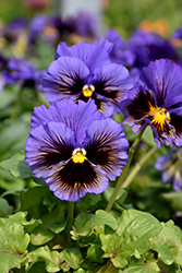 Frizzle Sizzle Yellow Blue Swirl Pansy (Viola x wittrockiana 'Frizzle Sizzle Yellow Blue Swirl') at Lakeshore Garden Centres
