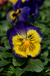 Delta Premium Blue Morpho Pansy (Viola x wittrockiana 'Delta Premium Blue Morpho') at Lakeshore Garden Centres