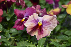 Delta Speedy Rose Medley Pansy (Viola x wittrockiana 'Delta Speedy Rose Medley') at Lakeshore Garden Centres
