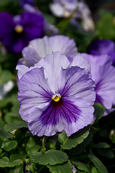 Delta Premium Lavender Blue Shades Pansy (Viola x wittrockiana 'Delta Premium Lavender Blue Shades') at Lakeshore Garden Centres