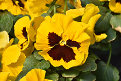 Delta Speedy Yellow With Blotch Pansy (Viola x wittrockiana 'Delta Speedy Yellow with Blotch') at Lakeshore Garden Centres