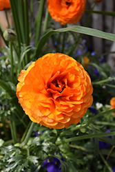 Sprinkles Orange Ranunculus (Ranunculus 'Sprinkles Orange') at Lakeshore Garden Centres