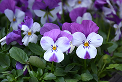 Sorbet XP Pink Wing Pansy (Viola 'PAS912448') at Lakeshore Garden Centres