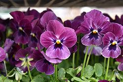 Sorbet XP Raspberry Pansy (Viola 'PAS786641') at Lakeshore Garden Centres