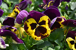 Delta Speedy Yellow and Purple Pansy (Viola x wittrockiana 'Delta Speedy Yellow and Purple') at Lakeshore Garden Centres