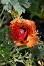 Magic Chocolate Ranunculus (Ranunculus 'Magic Chocolate') at Lakeshore Garden Centres