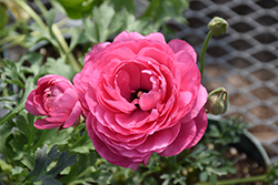 Maché Pink Ranunculus (Ranunculus 'Mache Pink') at Lakeshore Garden Centres