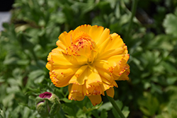 Maché Fire Ranunculus (Ranunculus 'Mache Fire') at Lakeshore Garden Centres