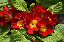 Danova Red Primrose (Primula acaulis 'Danova Red') at Lakeshore Garden Centres