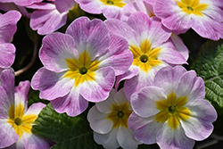 Danova Appleblossom Bicolor Primrose (Primula acaulis 'Danova Appleblossom Bicolor') at Lakeshore Garden Centres