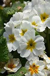 Supernova White Primrose (Primula 'Supernova White') at Lakeshore Garden Centres