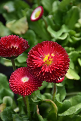 Bellisima Red English Daisy (Bellis perennis 'Bellissima Red') at Golden Acre Home & Garden