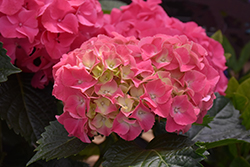 Soul Mate Hydrangea (Hydrangea macrophylla 'Hokomasoma') at Lakeshore Garden Centres