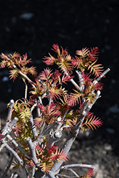 Cherry On Top False Spirea (Sorbaria sorbifolia 'Bococot') at Lakeshore Garden Centres