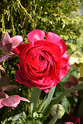 Maché Red Ranunculus (Ranunculus 'Mache Red') at Lakeshore Garden Centres