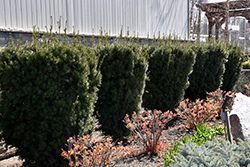 Hicks Yew (Taxus x media 'Hicksii') at Golden Acre Home & Garden