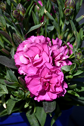 Sunflor Faganza Carnation (Dianthus caryophyllus 'Faganza') at Lakeshore Garden Centres