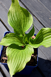 Gooseberry Sundae Hosta (Hosta 'Gooseberry Sundae') at A Very Successful Garden Center