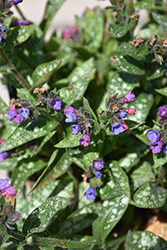 Spot On Lungwort (Pulmonaria 'Spot On') at A Very Successful Garden Center