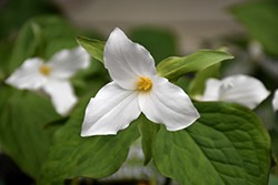 Great White Trillium (Trillium grandiflorum) at Peter Knippel Garden Centre