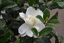 Steady As She Goes Gardenia (Gardenia jasminoides 'Prince Charles') at Lakeshore Garden Centres