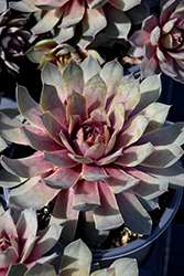 Chick Charms Steel Appeal Hens And Chicks (Sempervivum 'Steel Appeal') at Peter Knippel Garden Centre