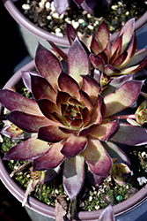 Firebird Hens And Chicks (Sempervivum 'Firebird') at Lakeshore Garden Centres