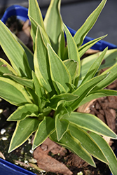 Sandhill Crane Hosta (Hosta 'Sandhill Crane') at Lakeshore Garden Centres