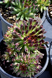 Oddity Hens And Chicks (Sempervivum 'Oddity') at Lakeshore Garden Centres