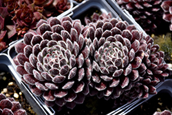 Plum Fuzzy Hens And Chicks (Sempervivum 'Plum Fuzzy') at Lakeshore Garden Centres