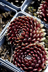 Mona Lisa Hens And Chicks (Sempervivum 'Mona Lisa') at Lakeshore Garden Centres