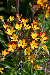 Oakleaf Yellow Picotee Primrose (Primula vulgaris 'Oakleaf Yellow Picotee') at Golden Acre Home & Garden