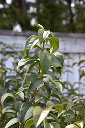 Ibolium Privet (Ligustrum x ibolium) at Lakeshore Garden Centres