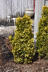 Amber Gold Arborvitae (Thuja occidentalis 'Jantar') at Green Thumb Garden Centre