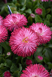 Habanera Red English Daisy (Bellis perennis 'Habanera Red') at Lakeshore Garden Centres
