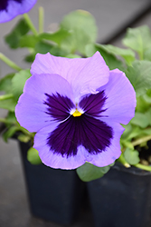Matrix Ocean Pansy (Viola 'PAS419918') at Lakeshore Garden Centres