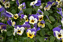 Admire Jolly Face Pansy (Viola cornuta 'Admire Jolly Face') at Lakeshore Garden Centres