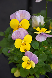 Sorbet XP Yellow Pink Jump Up Pansy (Viola 'PAS975391') at Lakeshore Garden Centres
