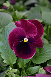 Matrix Rose Blotch Pansy (Viola 'PAS419956') at Lakeshore Garden Centres