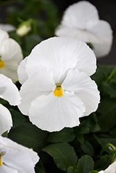 Matrix White Pansy (Viola 'PAS882787') at Lakeshore Garden Centres