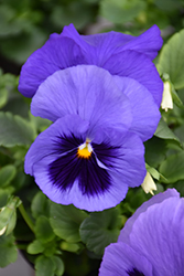Mammoth Blu-ti-ful Pansy (Viola x wittrockiana 'Mammoth Blu-ti-ful') at Lakeshore Garden Centres