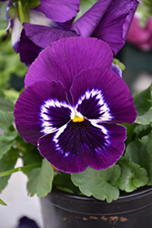 Mammoth Viva La Violet Pansy (Viola x wittrockiana 'Mammoth Viva La Violet') at Lakeshore Garden Centres