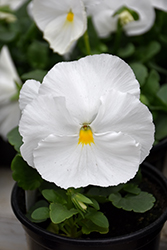 Mammoth White Hot Pansy (Viola x wittrockiana 'Mammoth White Hot') at Lakeshore Garden Centres