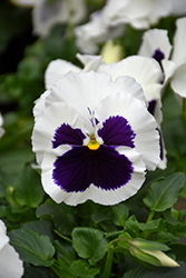 Mammoth Glamarama White Pansy (Viola x wittrockiana 'Mammoth Glamarama White') at Lakeshore Garden Centres