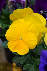 Mammoth Prima Yellorina Pansy (Viola x wittrockiana 'Mammoth Prima Yellorina') at Lakeshore Garden Centres