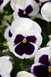 Delta Premium White with Blotch Pansy (Viola x wittrockiana 'Delta Premium White with Blotch') at Lakeshore Garden Centres