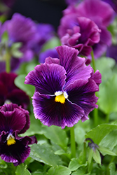 Frizzle Sizzle Burgundy Pansy (Viola x wittrockiana 'Frizzle Sizzle Burgundy') at Lakeshore Garden Centres