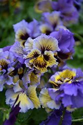 Frizzle Sizzle Yellow Blue Swirl Pansy (Viola x wittrockiana 'Frizzle Sizzle Yellow Blue Swirl') at Lakeshore Garden Centres
