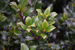 Berri-Magic Royalty Combination Meserve Holly (Ilex x meserveae 'Berri-Magic Royalty Combination') at Lakeshore Garden Centres